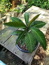 Ardisia gigantifolia